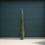 Italiaanse cipres 200-250 cm